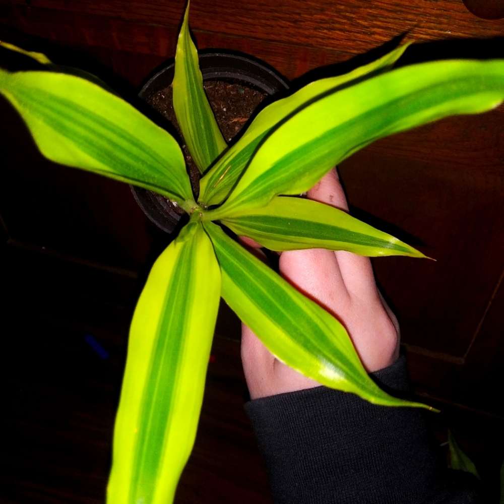 Lemon Lime Draceana